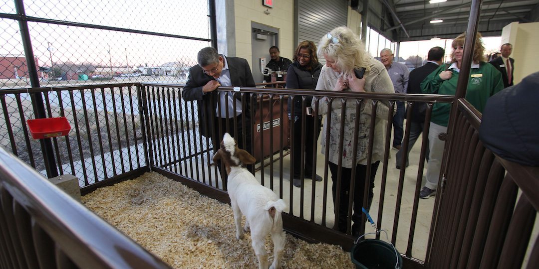 CBOC members tour the Ag Center and look at the goats.