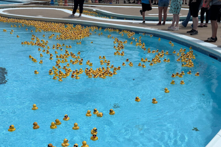 duck derby blog Duck Derby - Arlington Sunshine Rotary Club